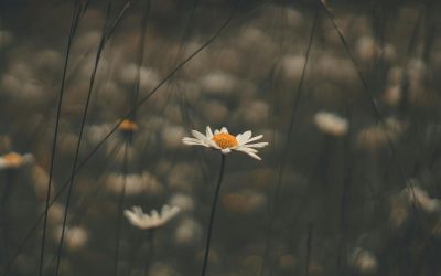 Beyond the Journey: The Everyday Benefits of Microdosing