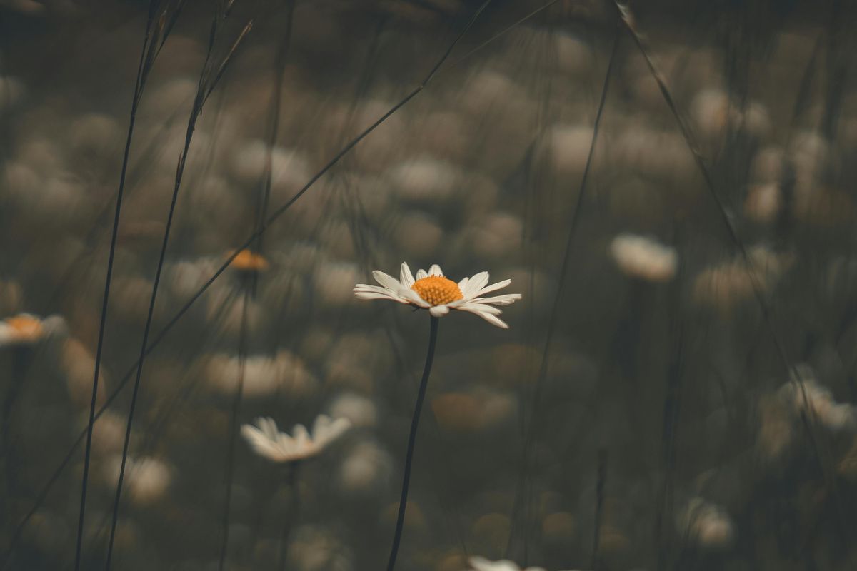 Training for therapists + facilitators, Colorado (1). The benefits of microdosing.