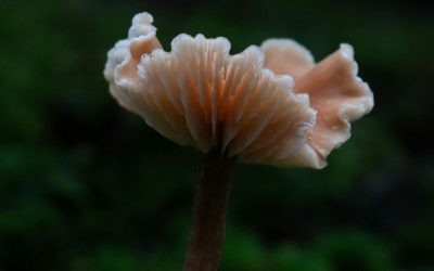 A Beginner’s Guide to Psilocybin Integration Therapy