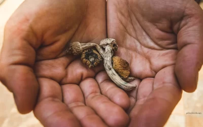 Microdose or Macrodose: How to Know Which One Actually Serves You Right Now