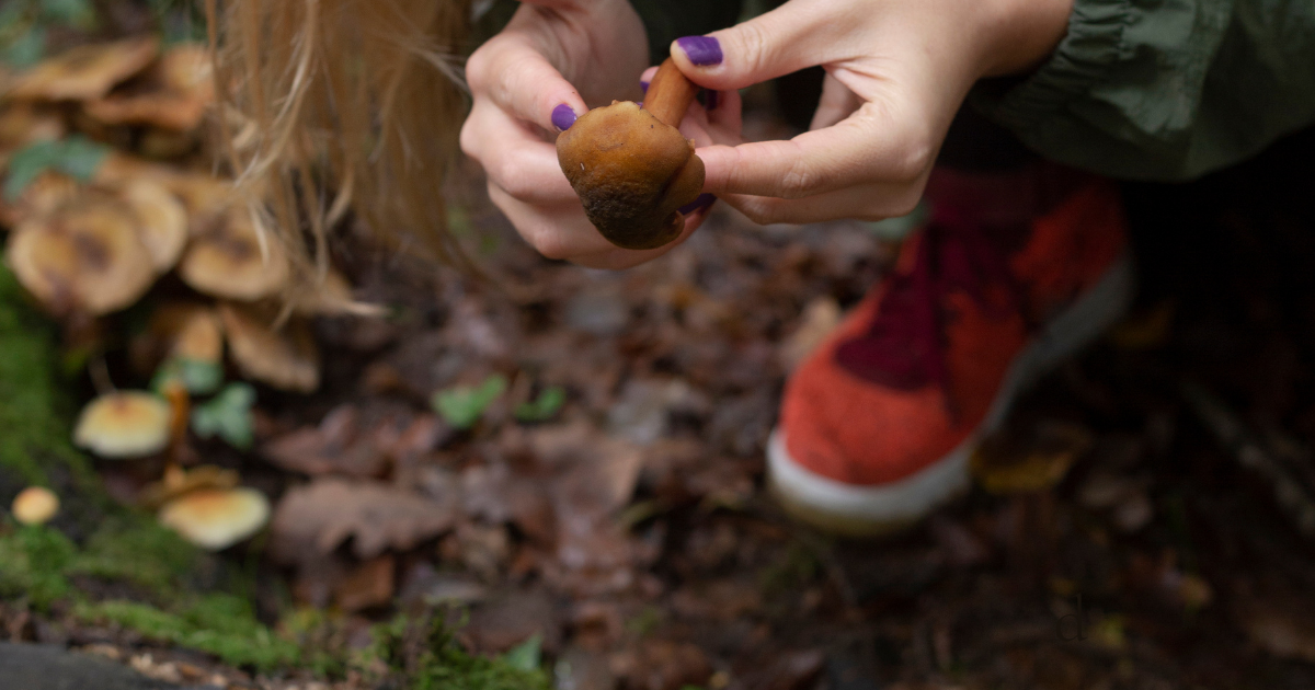 Person crouching in a forest holding a small brown mushroom, with other mushrooms growing nearby