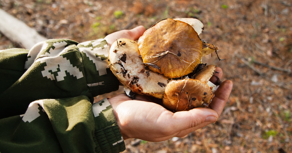 Two hands cupping a handful of foraged mushrooms in the woods