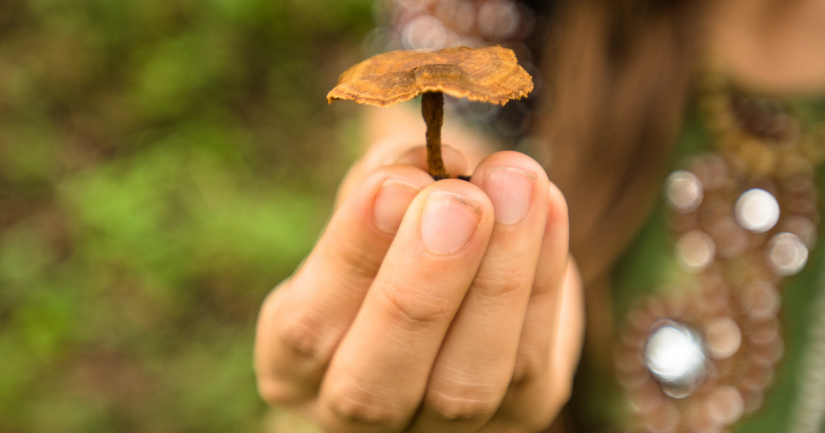 Hand holding a small brown mushroom against a blurred green forest background
